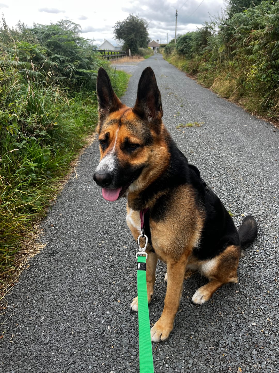 Customer photo review of City Leash Traffic Grip