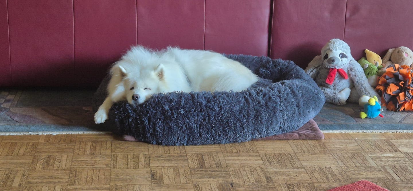 Customer photo review of Puppery Hundebett Wolke 7 - Das Original