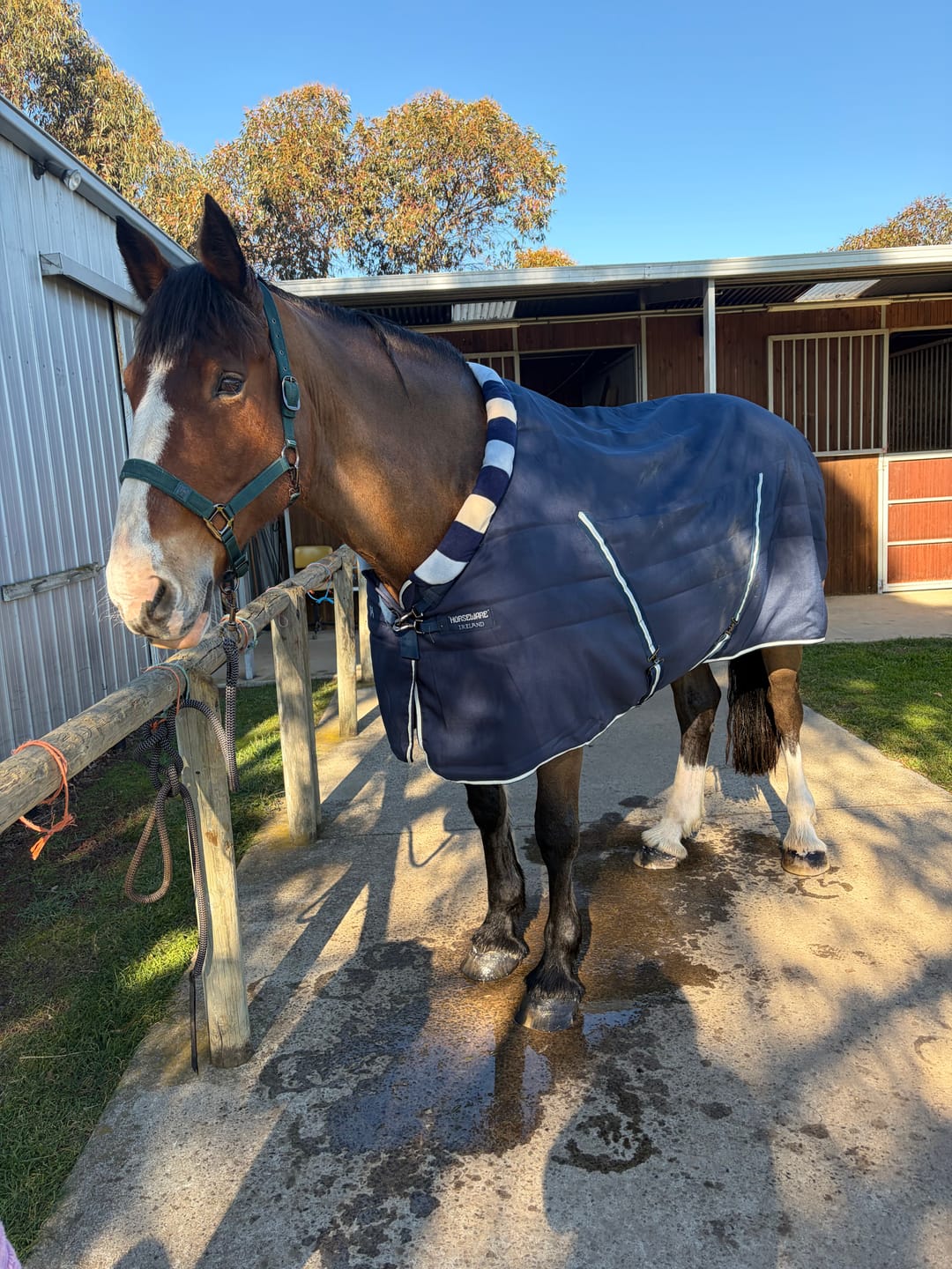 Customer photo review of Horseware Newmarket Cosy Stable 100g