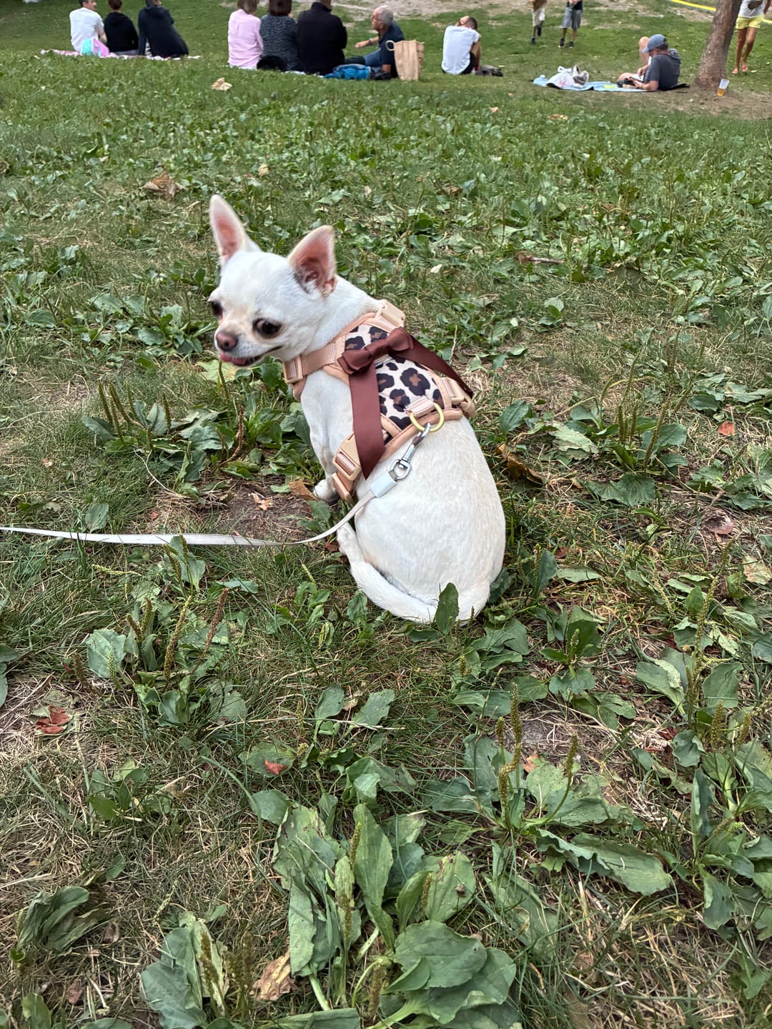 Customer photo review of Wander! Bow Harness 2.0 - Leopard