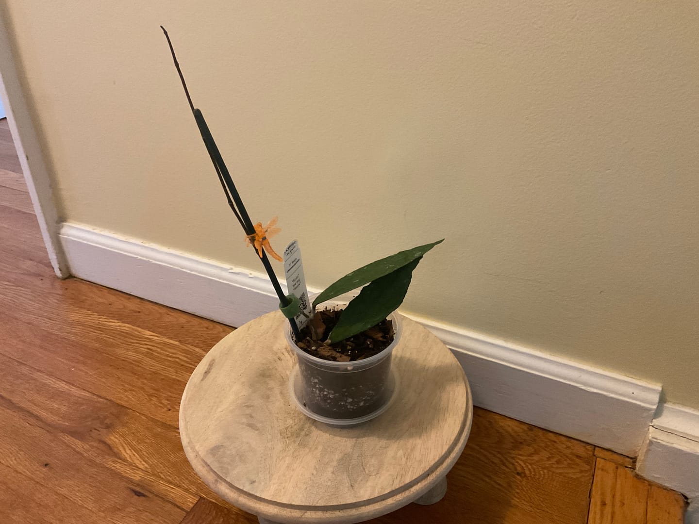 Customer photo review of Hoya clemensiorum