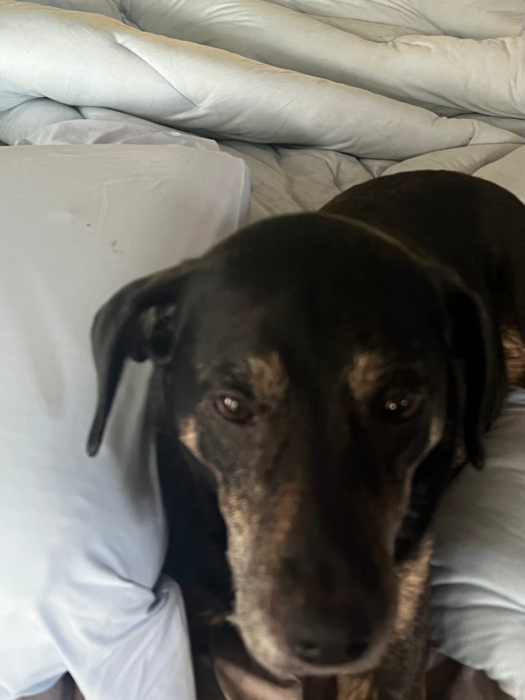 Customer photo review of Cooling Pillowcases (2-Pack)
