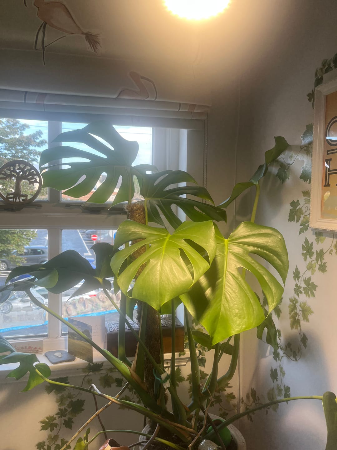 Customer photo review of Pianta 30 Grow Light and Enna Ceiling Pendant Bundle