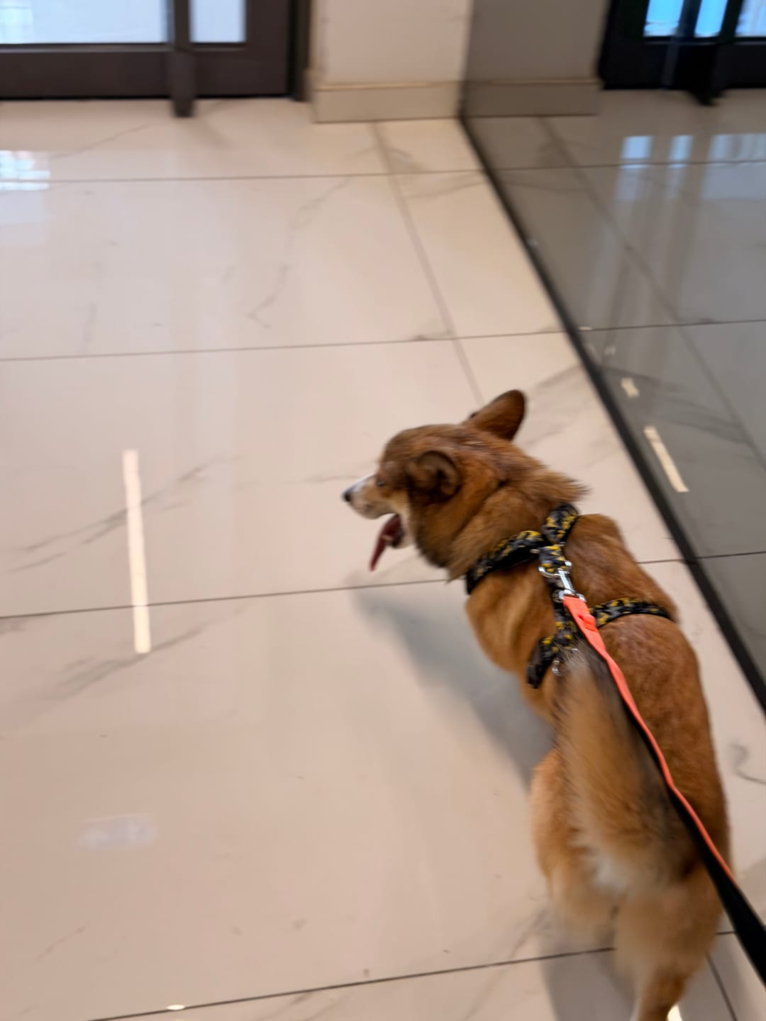 Customer photo review of 1.4m Active Light Leash - Orange