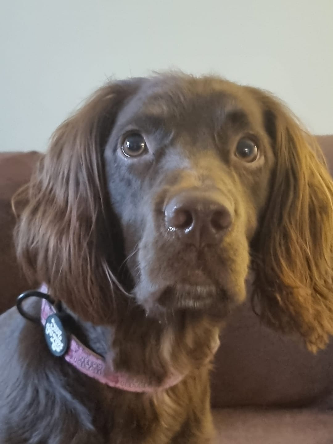 Customer photo review of Needy bi**h collar