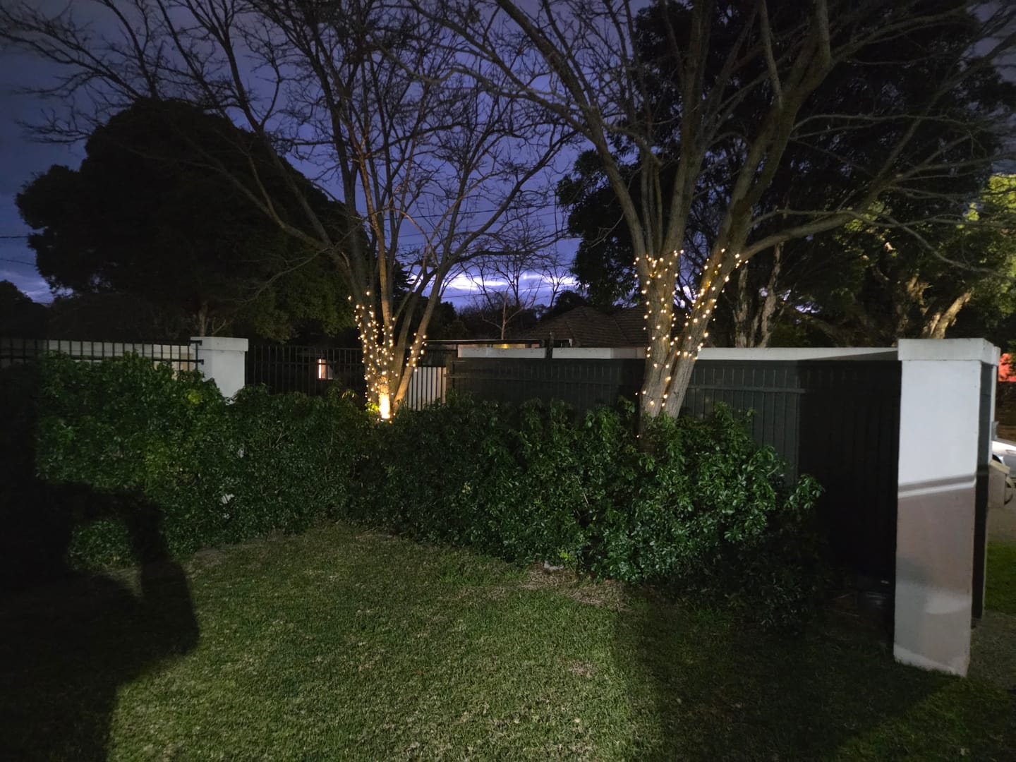 Customer photo review of SolaGarden™ Fairy String Lights