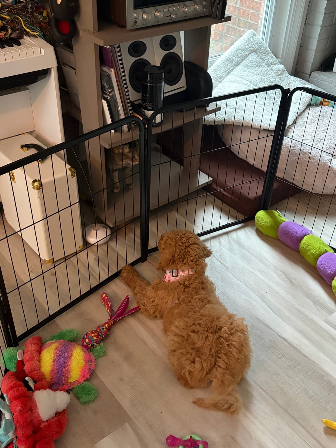 Customer photo review of Homeplus Dog Playpen for Indoor Use