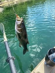 Customer photo review of Topwater Revenge Plopper Lure Single Blade