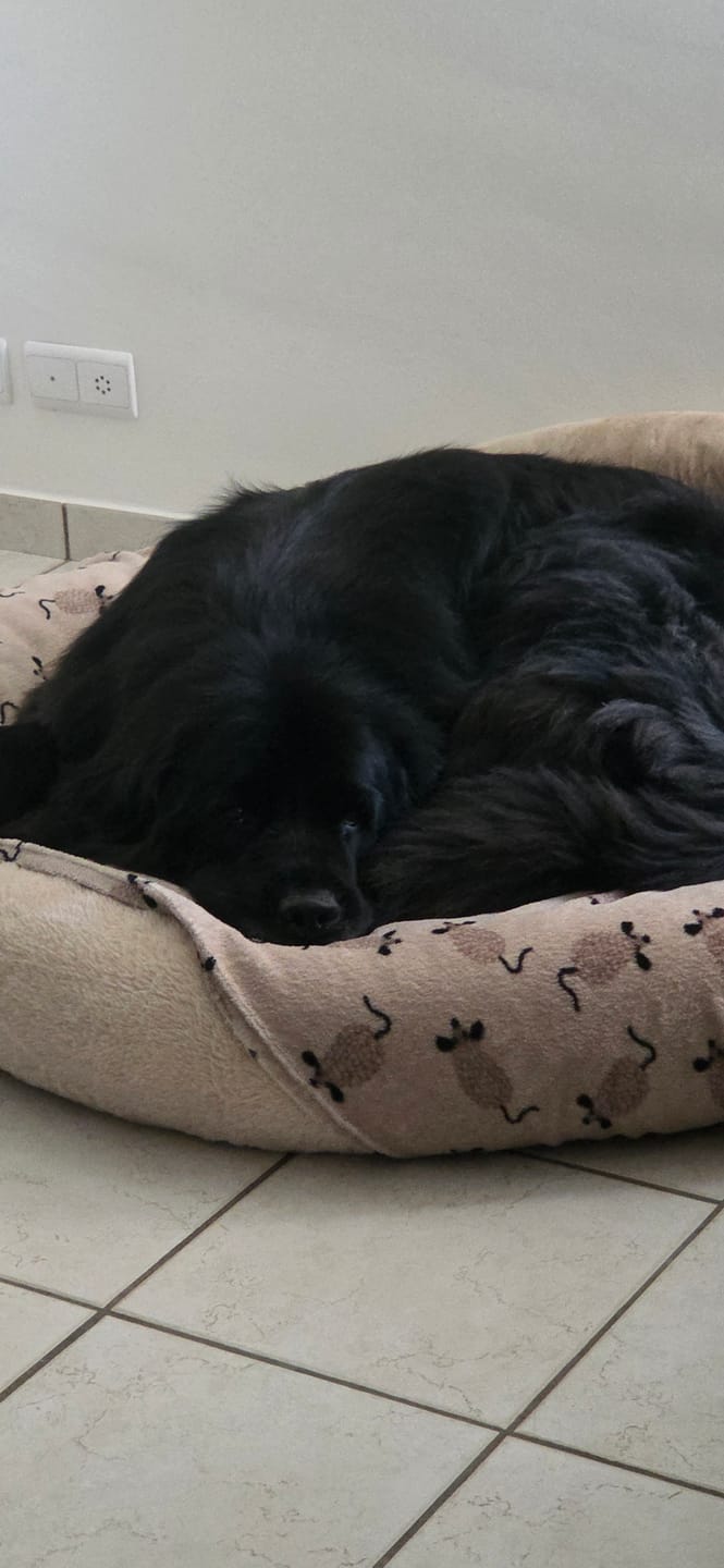 Customer photo review of Pet Perfect Orthopedische Donutmand