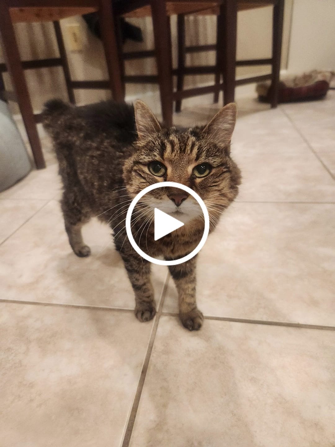 Customer video review of Blisso Advanced Cat Probiotic