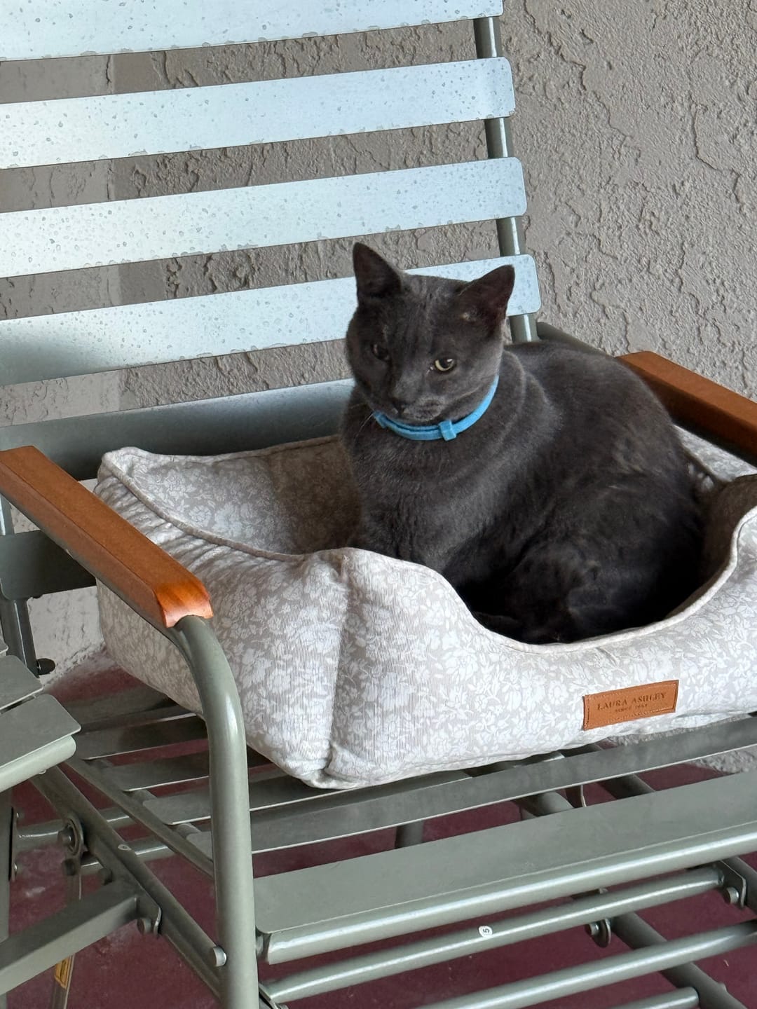 Customer photo review of FurLife™ - 8 Months Flea and Tick Free