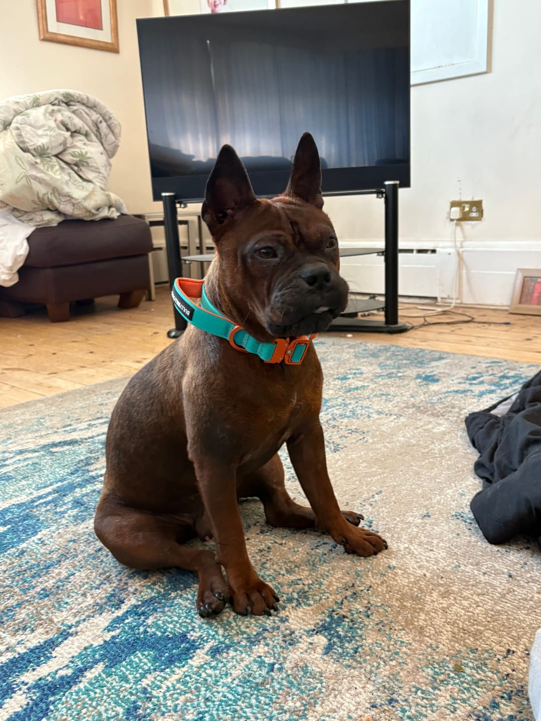 Customer photo review of 1.4m Lighter Swivel Combat Lead | Anti-Tangle & Secure Clip - Turquoise x Orange