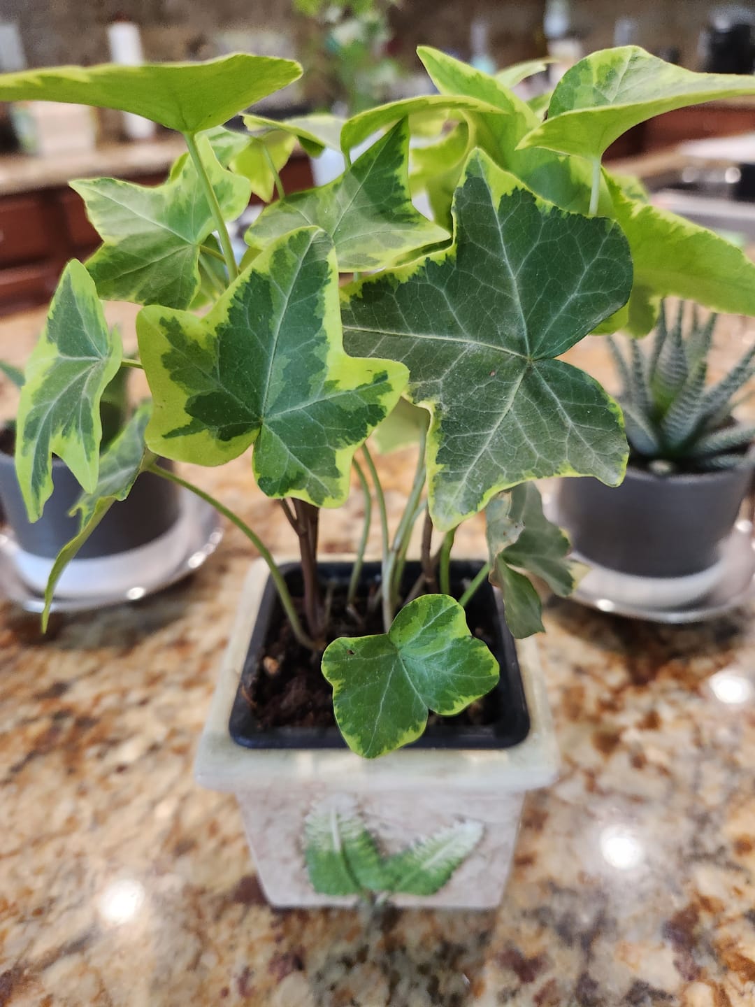 Customer photo review of Variegated English Ivy Live Plant 3"  - Gold Ivy Indoor plant - Low Light Vining Houseplant - Plant - Air Purifying variegated terrarium Plant