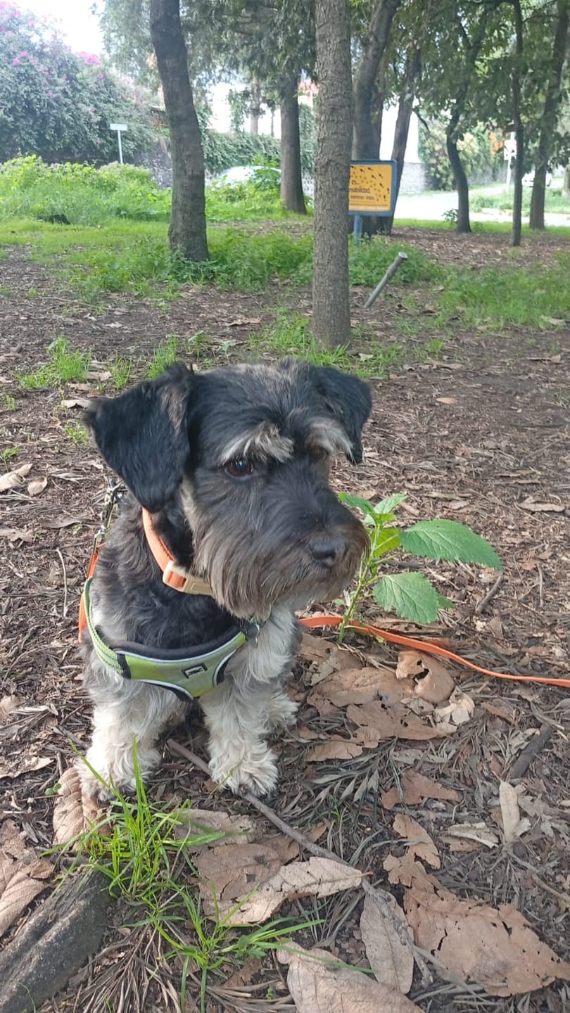 Customer photo review of CT2457 1 Pieza De Collar Con Correa Para Mascotas