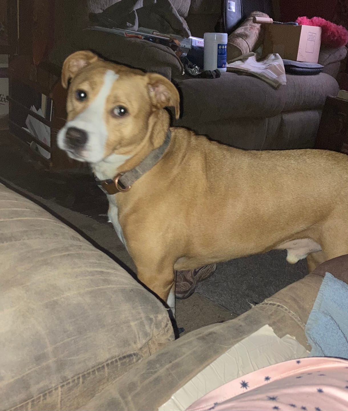 Customer photo review of FurLife™ 12 Months Flea and Tick Free