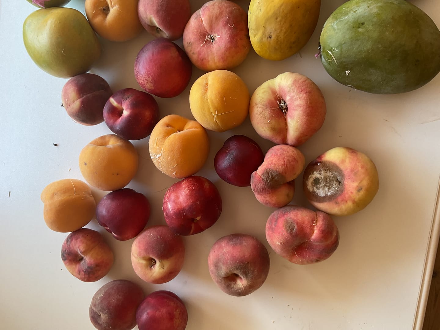 Customer photo review of Pfirsich-Mix Bio von Nicolas 3kg Box