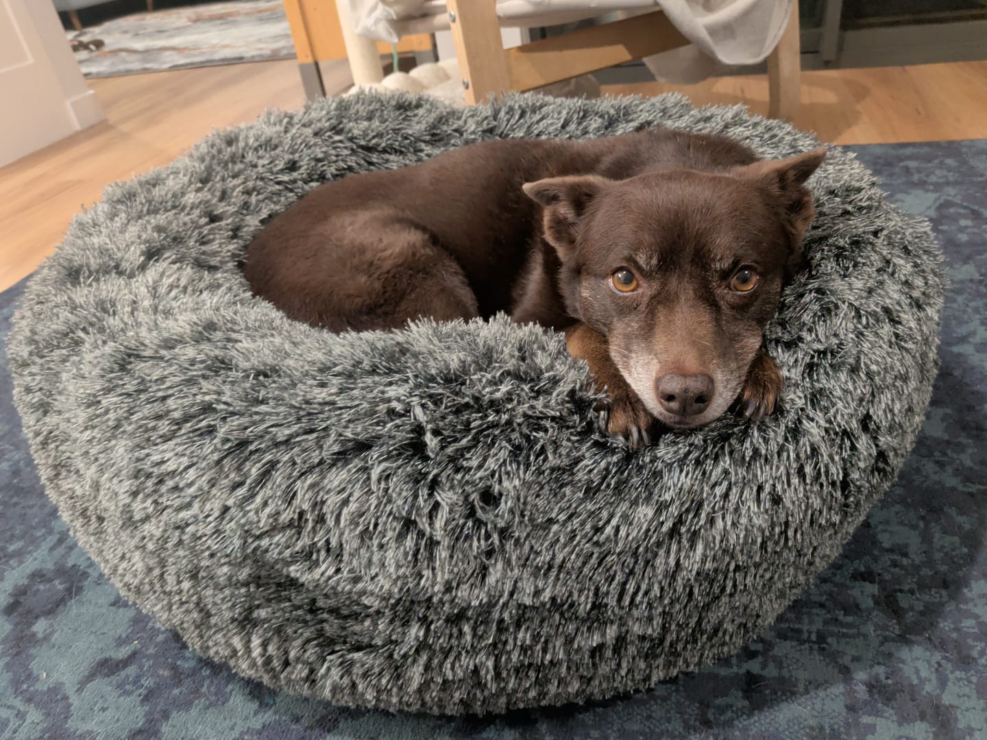 Customer photo review of Premium Calming Pet Bed with Removable Cover