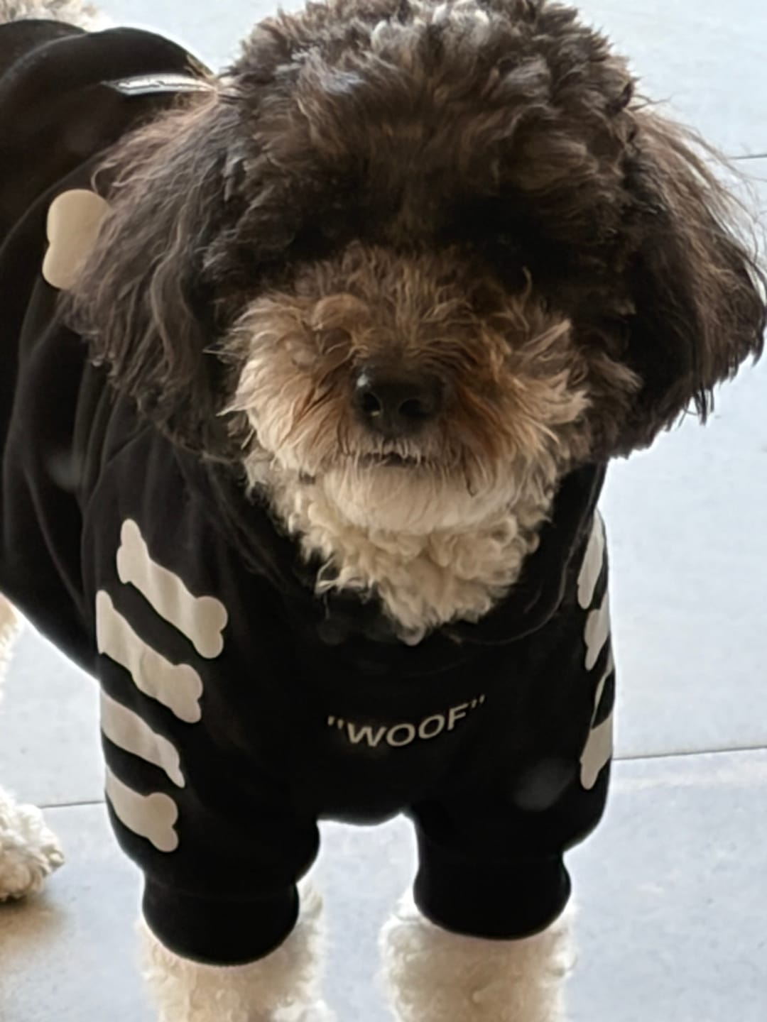 Customer photo review of "WOOF" Dog Hoodie - Black & Reflective