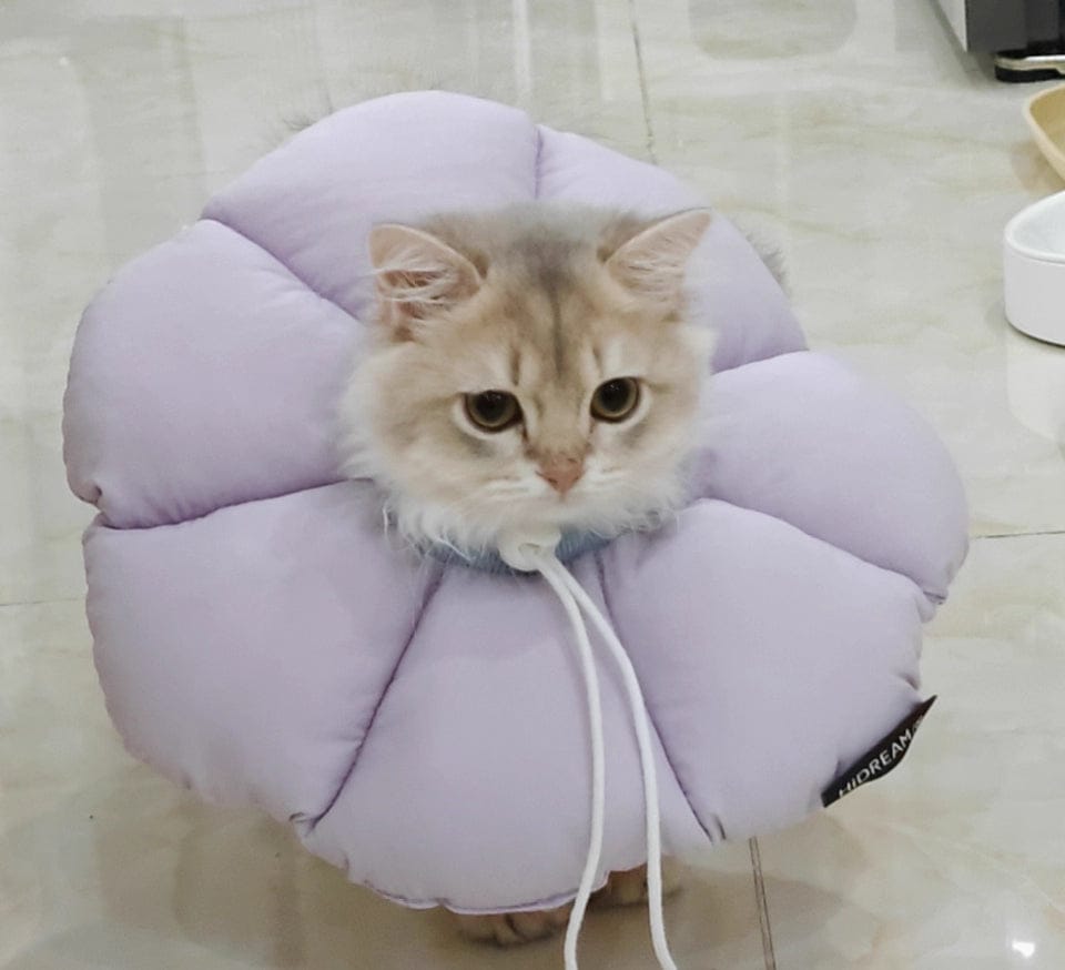 Customer photo review of Pet Anti-Lick Anti-Bite Elizabethan Collar