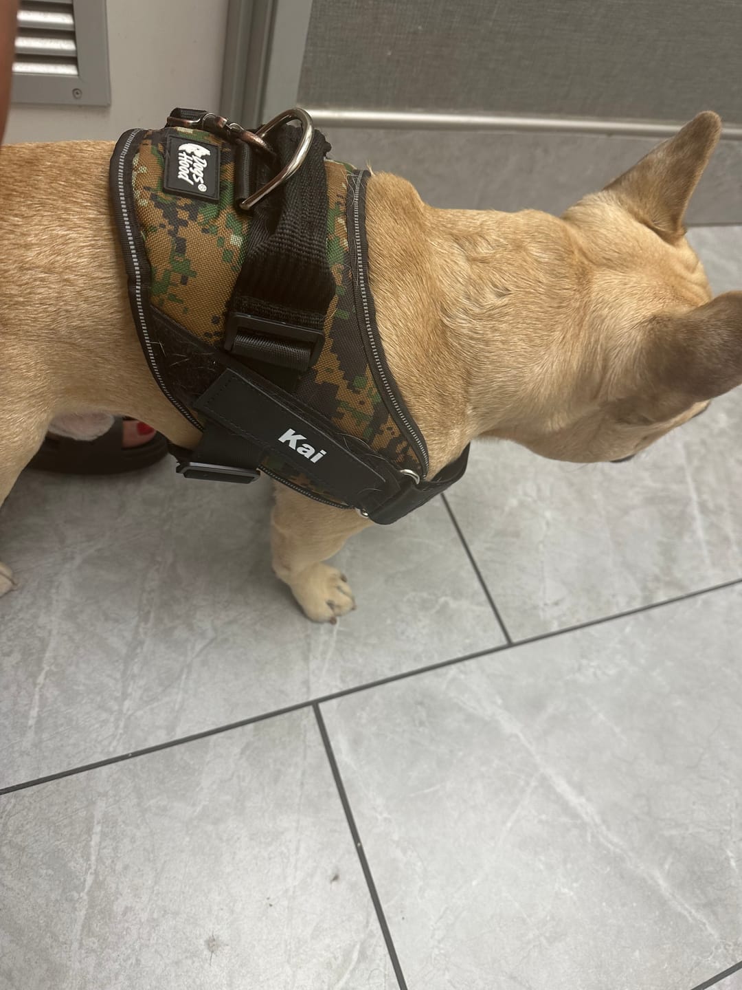 Customer photo review of Dogshood ™ Easy On