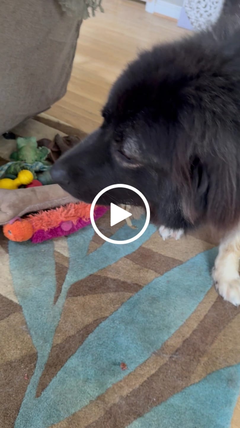 Customer video review of Chewy Ostrich Skin Chew: Satisfying All-Natural Chew for Dental Health & Gentle Digestion - 2 Pieces