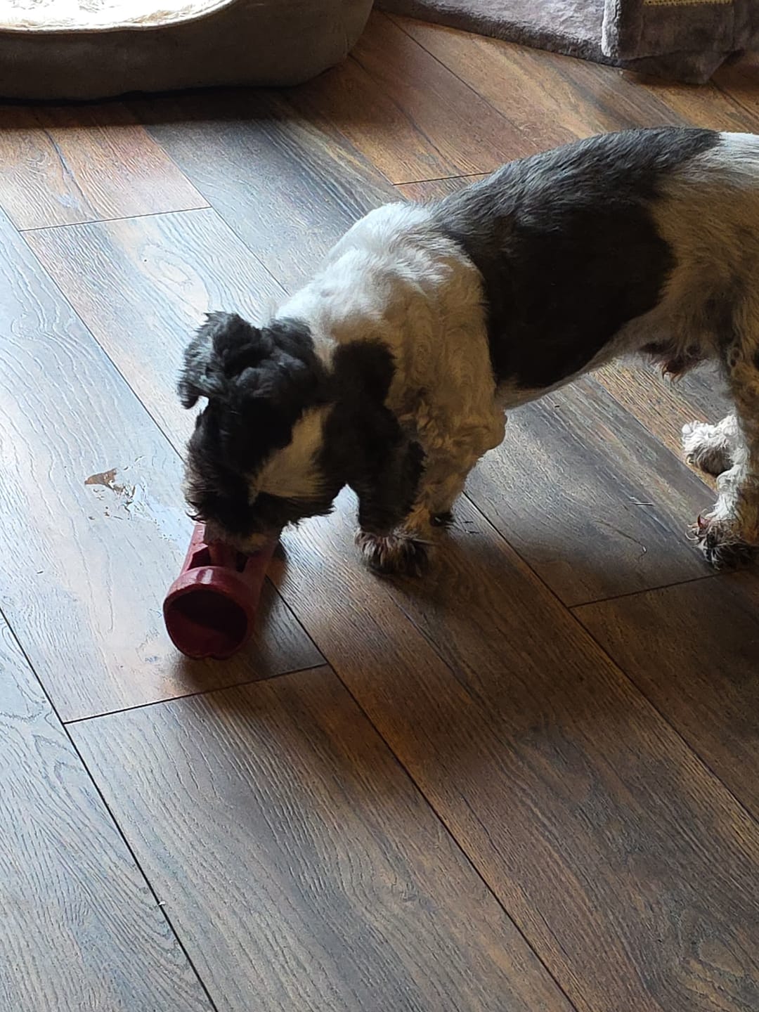 Customer photo review of Freeze Dried Beef Liver 100g / 3.5oz