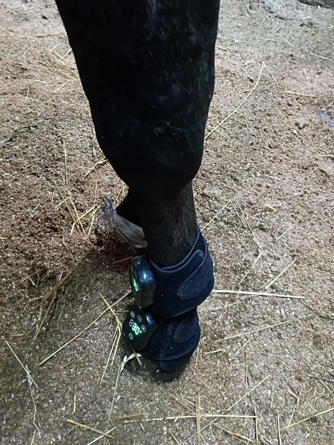 Customer photo review of HorseHalo™ HaloLegs Mini