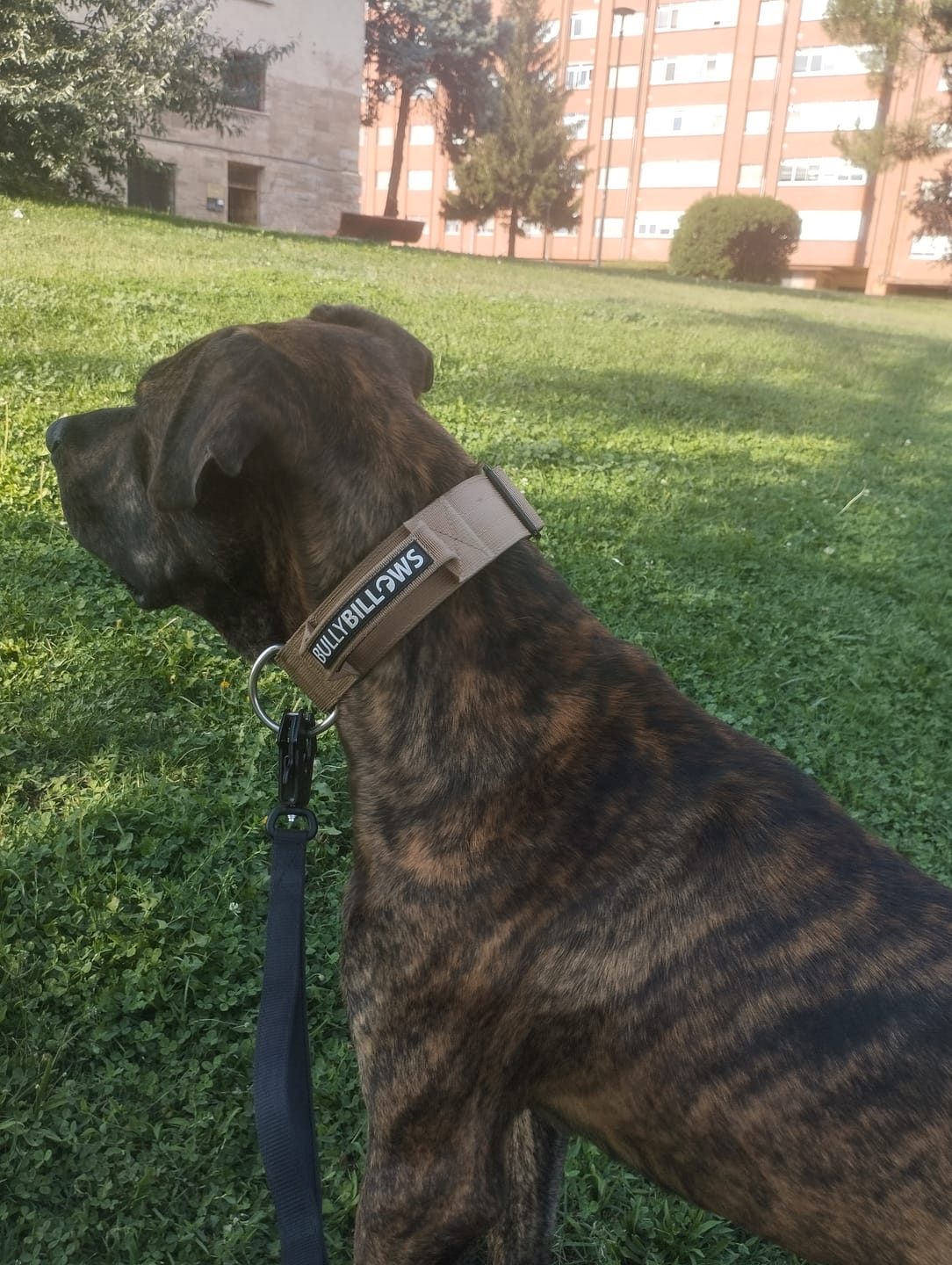 Customer photo review of 5cm Combat® Collar | With Handle & Secure Clip - Tan