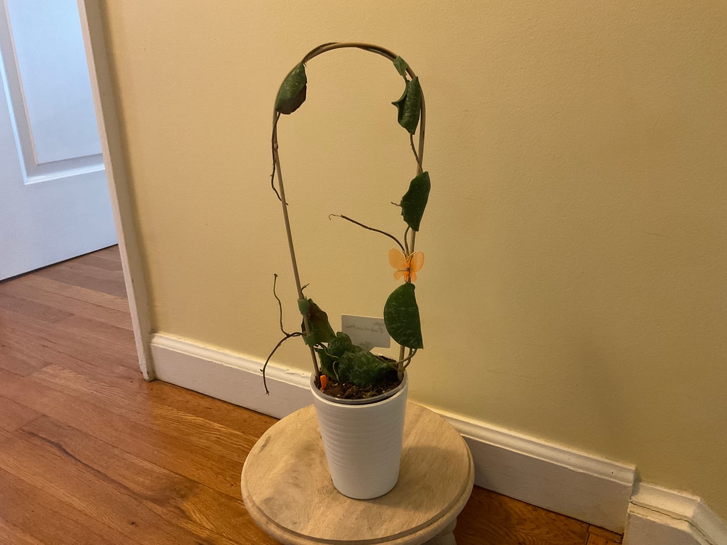 Customer photo review of Hoya imbricata