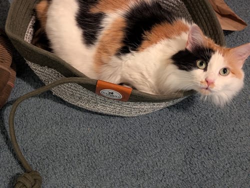 Customer's calico cat resting in an olive green Instinct Basket with a dangling rope toy attached.