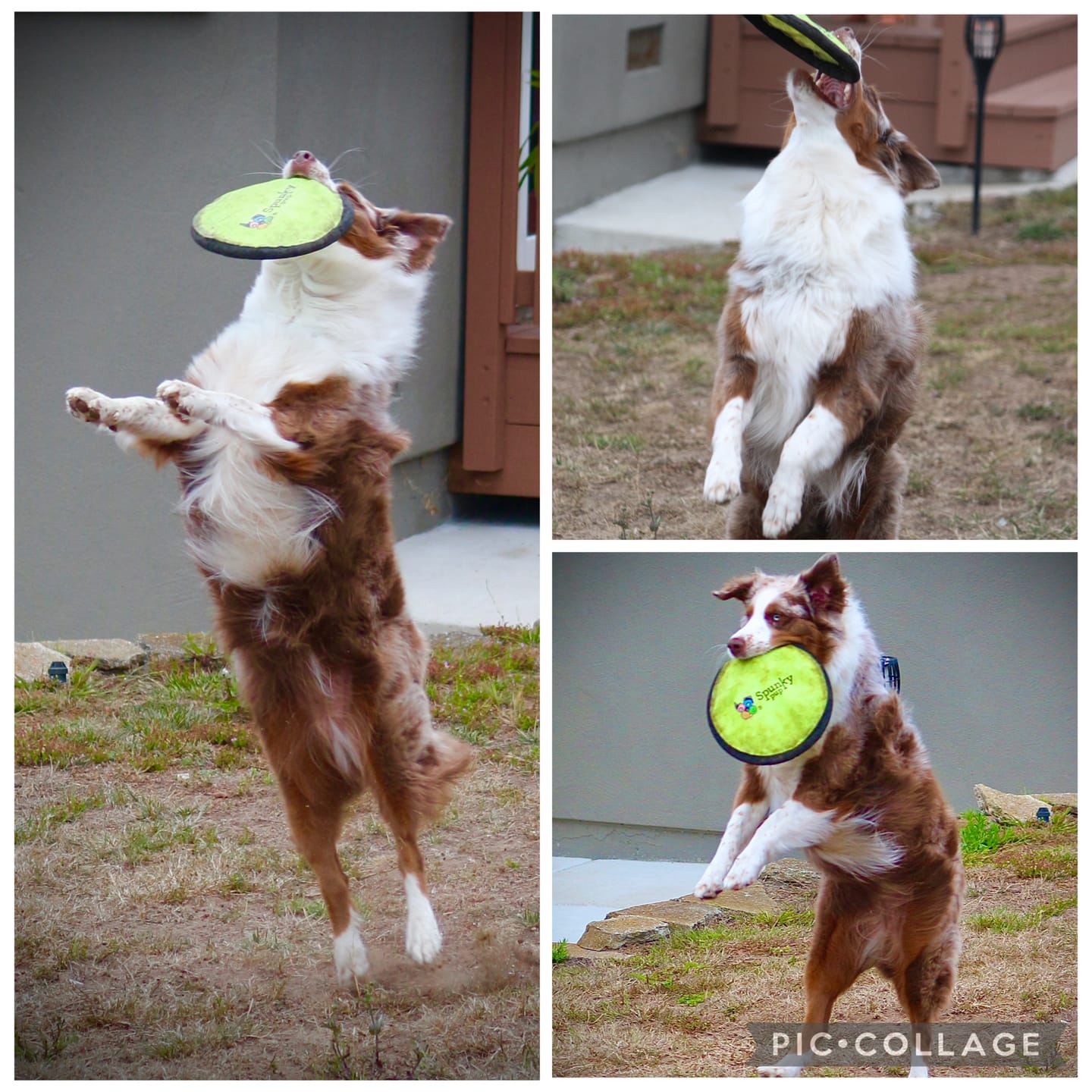 Customer photo review of Spunky Soft Disc