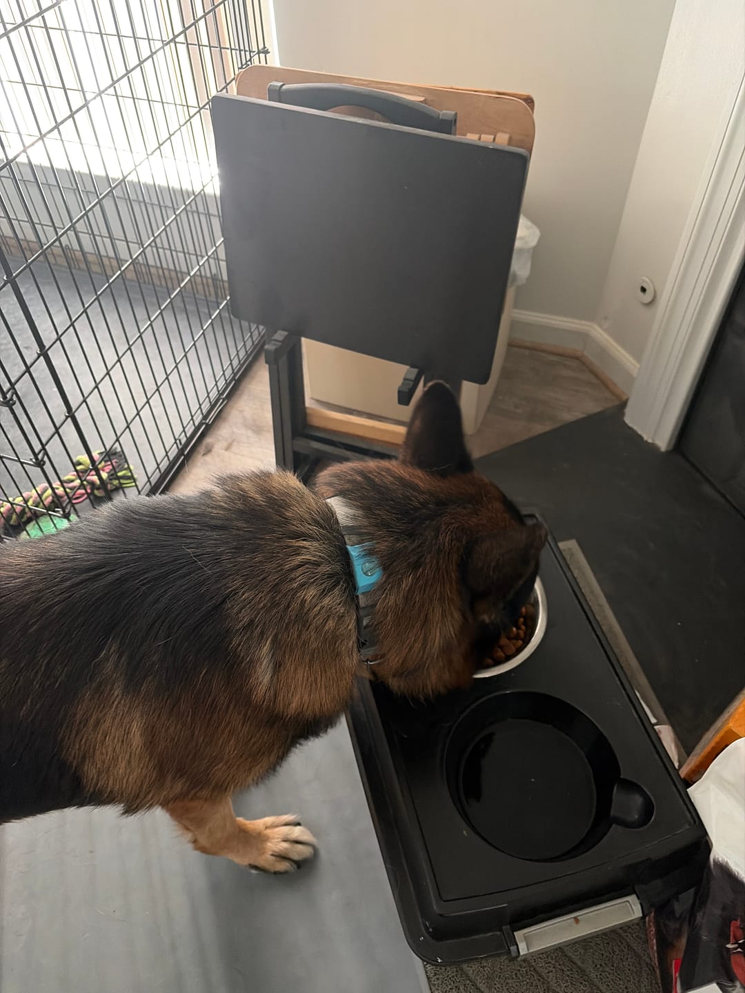 Customer photo review of FurLife™ - 12 Months All Natural Flea and Tick Tags for Dogs