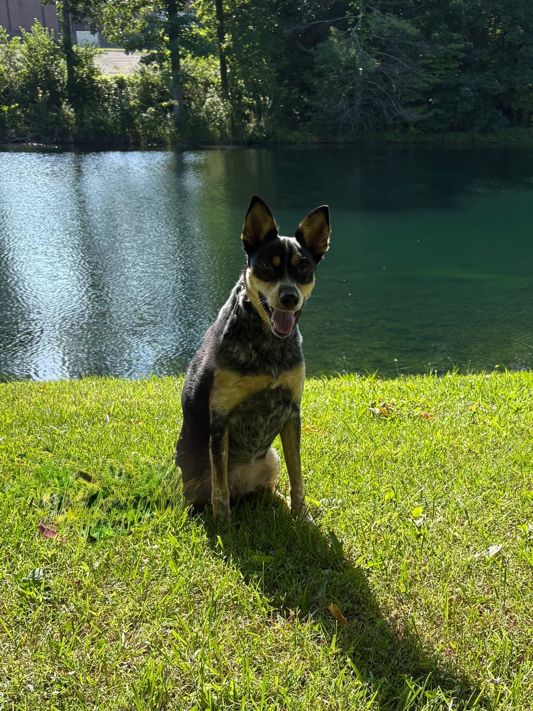 Customer photo review of FurLife™ 12 Months Flea and Tick Free