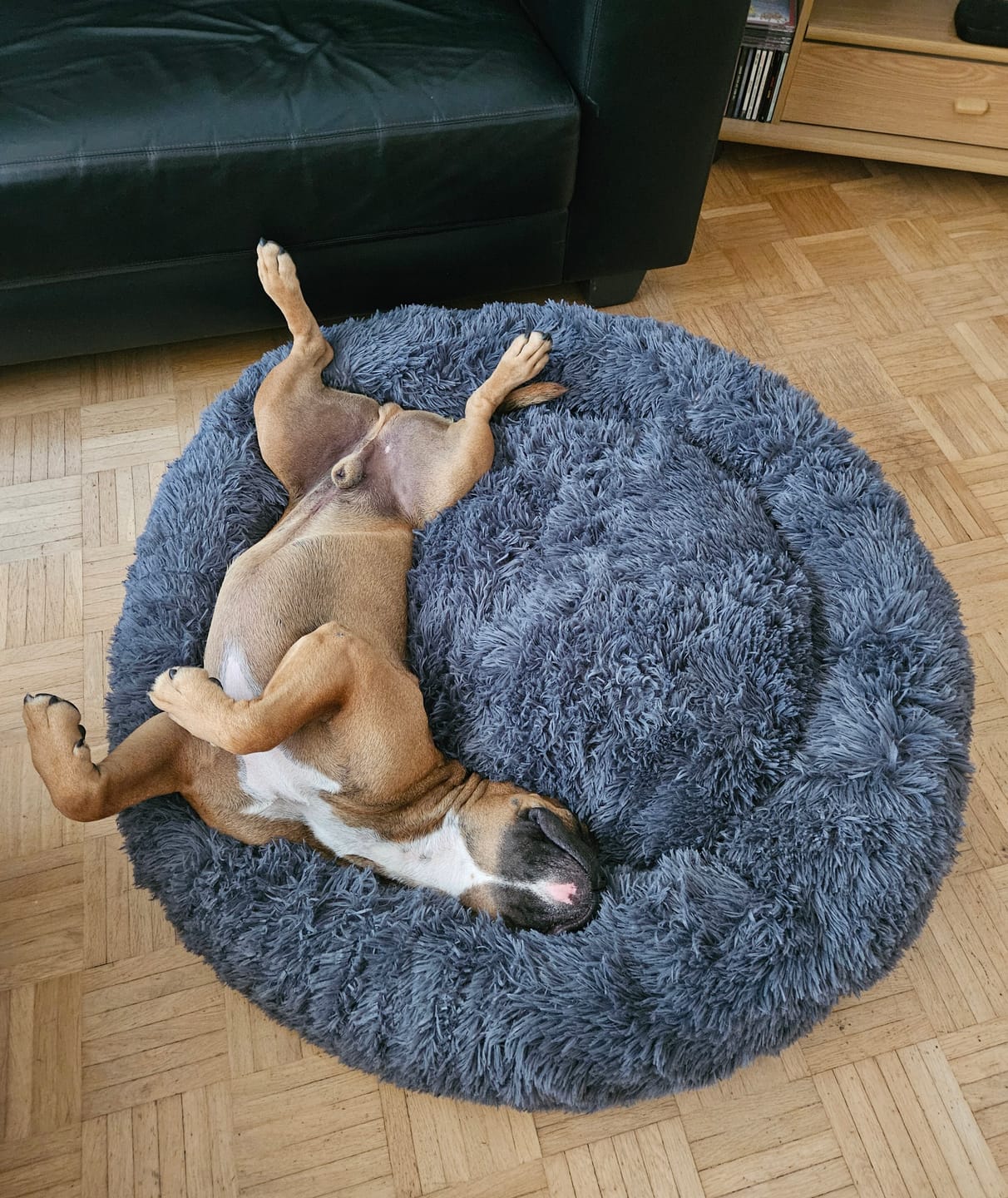 Customer photo review of Puppery Hundebett Wolke 7 - Das Original