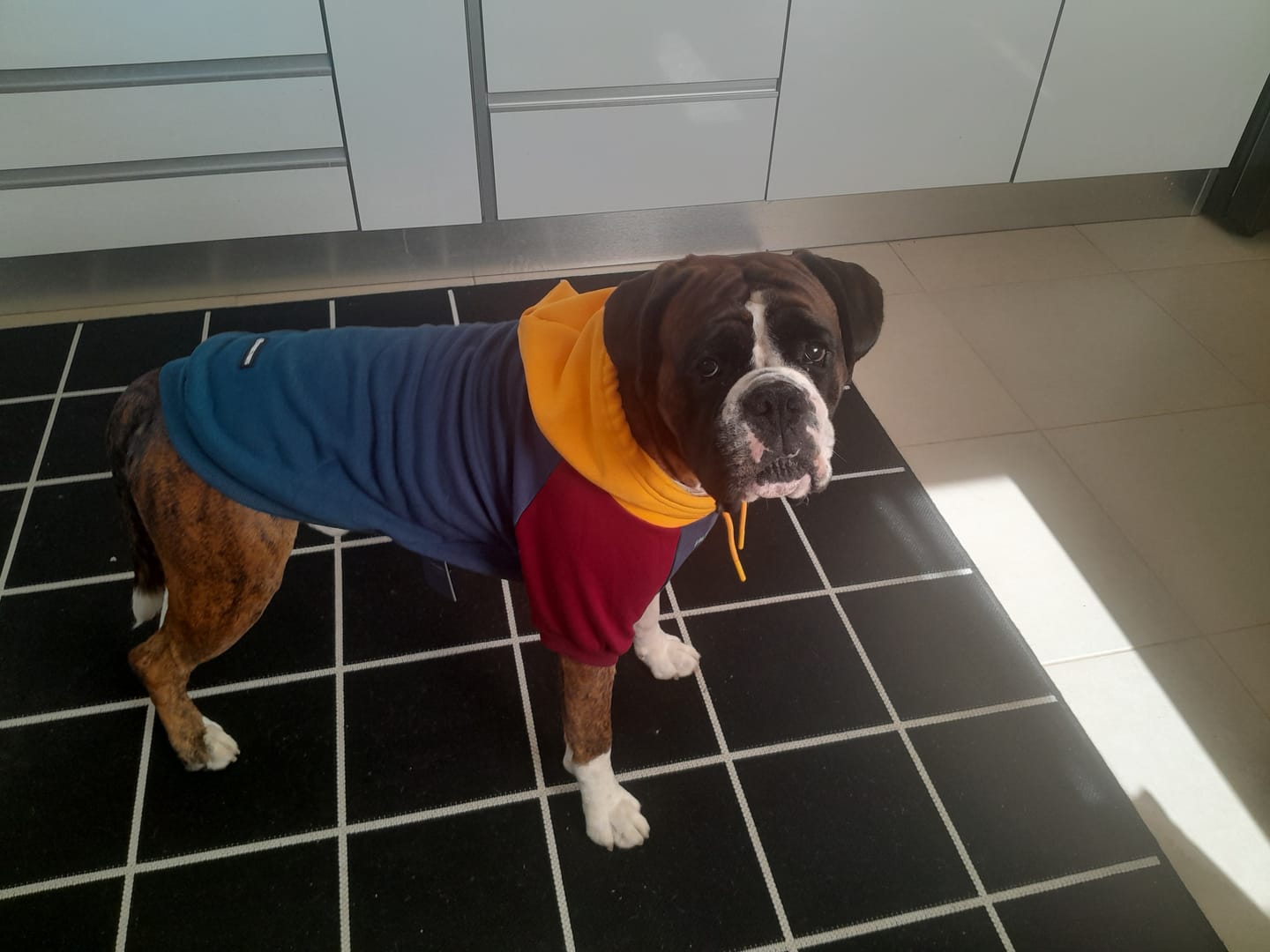 Customer photo review of Red Plaid Dog Hoodie
