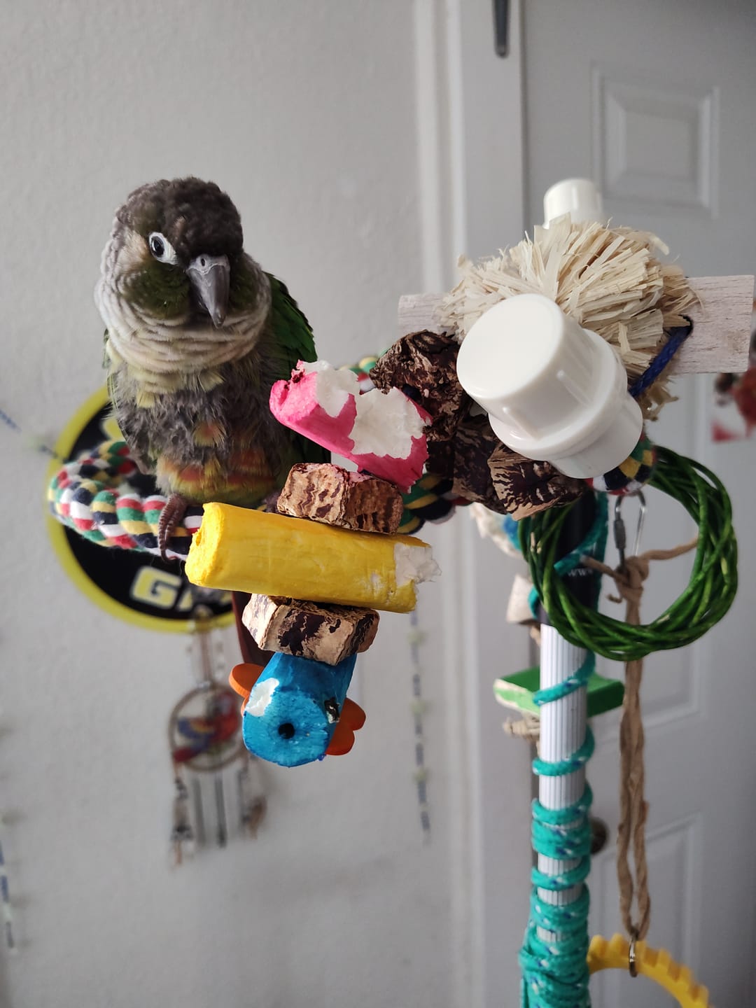 Customer photo review of Sola Surprise - Super Bird Creations