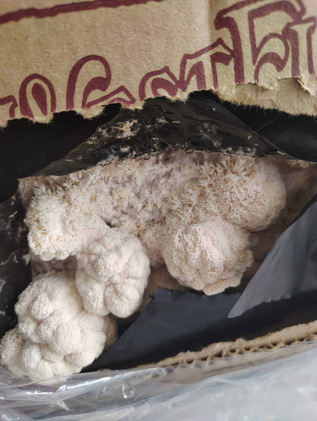 Customer photo review of Lion's Mane Mushroom Mini-Farm Grow Kit