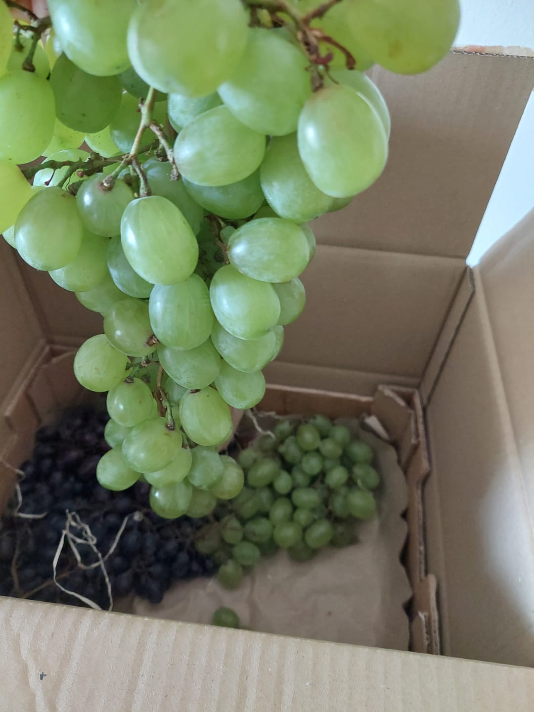 Customer photo review of Trauben Mix mit Kern Bio von Elisa aus Sizilien