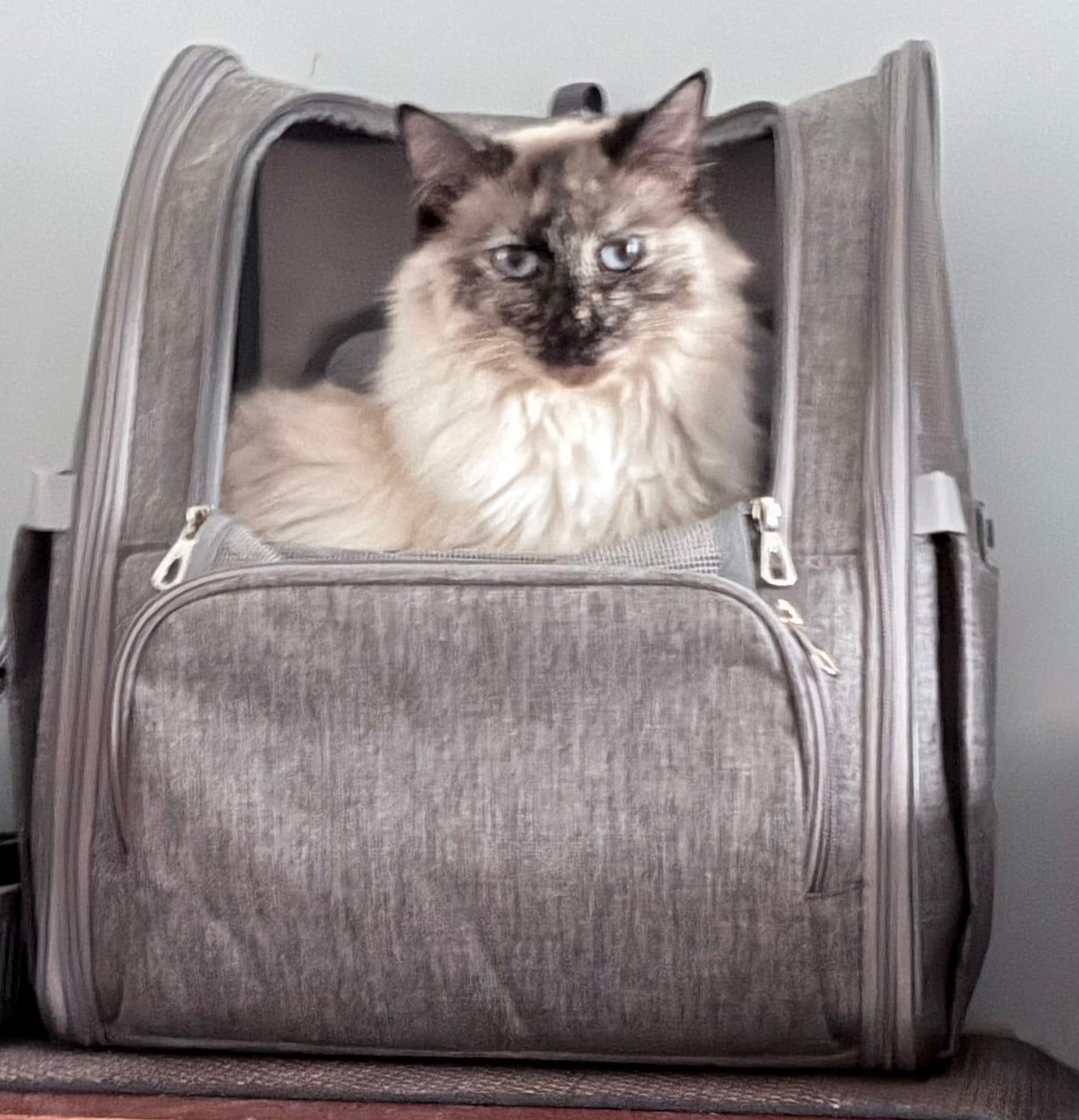 Customer photo review of MICHU Tofu Cat Litter Gen3 6L