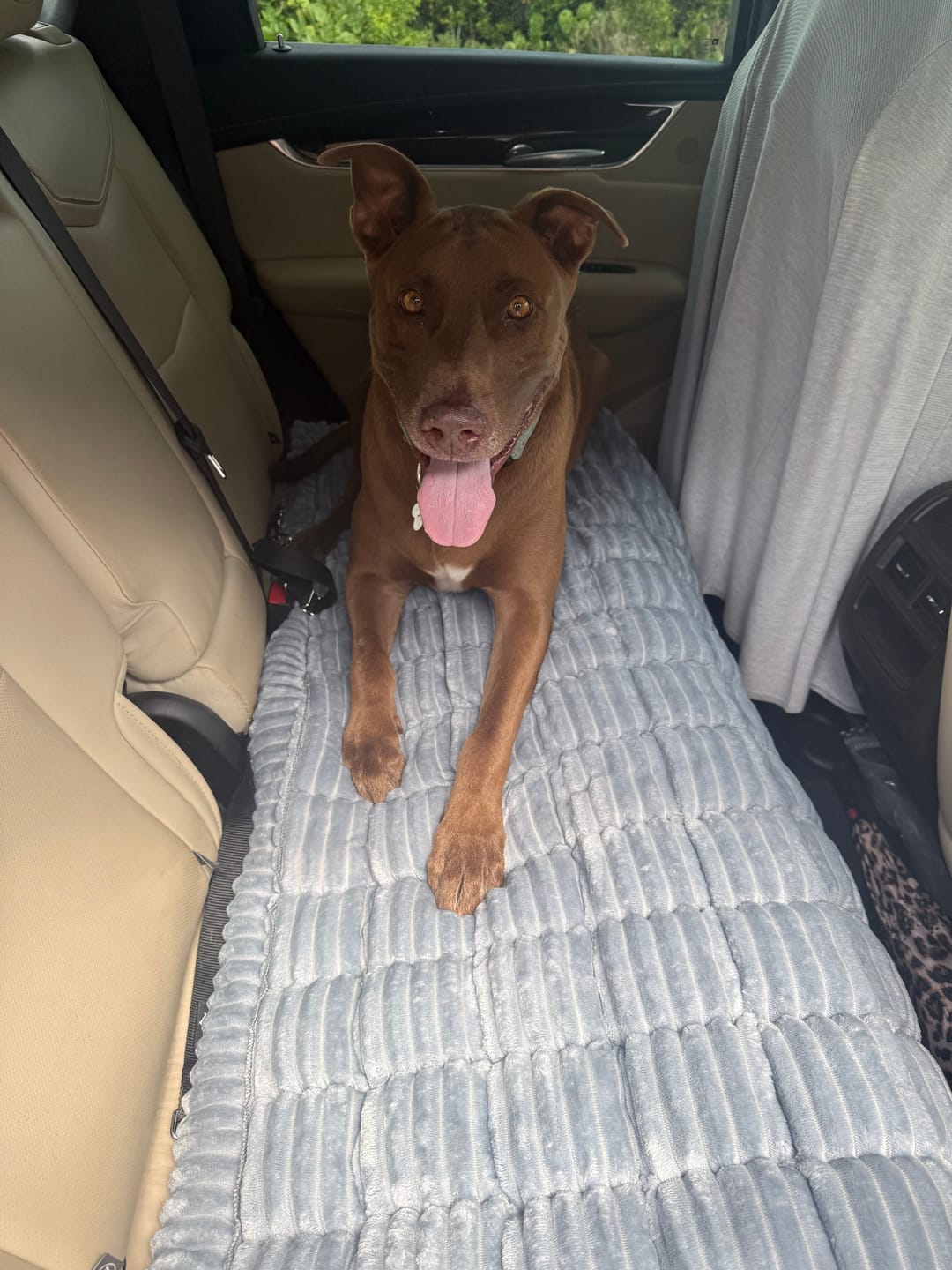 Customer photo review of Thickened Dog Bed for Car Back Seat & Couch