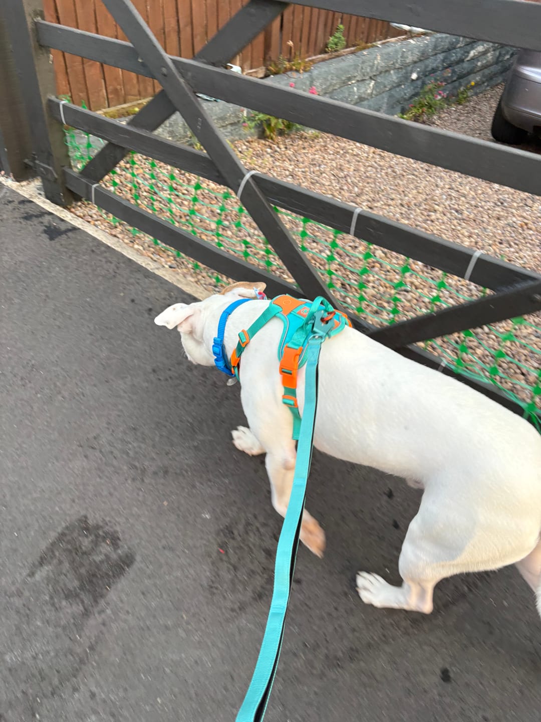 Customer photo review of Anti Pull Hurricane Harness Lighter | With Handle - Turquoise X Orange