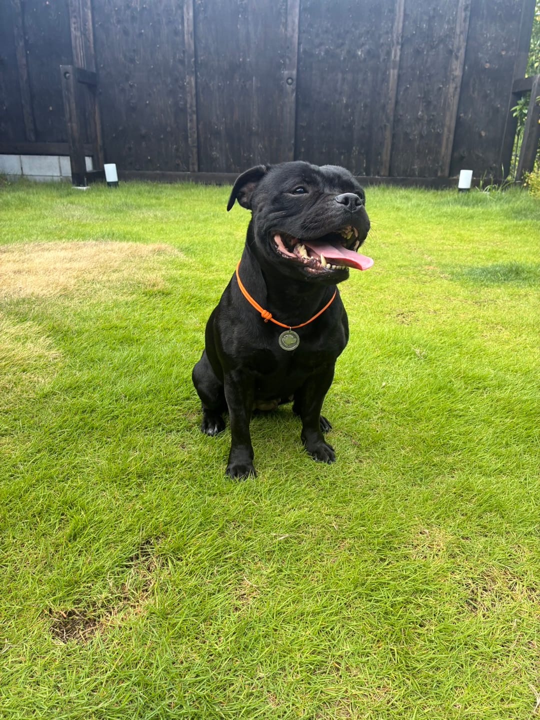 Customer photo review of Staffy Puppy Nametag with Paracord String - Antique - Staffordshire Bull Terrier 1935®
