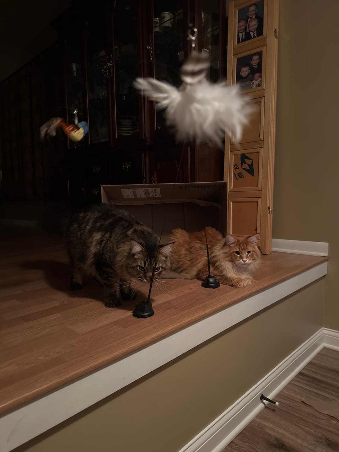 Customer photo review of Interactive Bird Simulation Cat Toy Set
