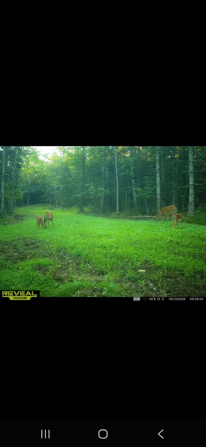 Customer photo review of Sugar Momma™ Food Plot Seed