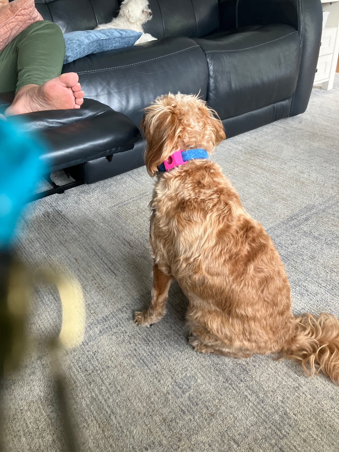 Customer photo review of FurLife™ - 12 Months All Natural Flea and Tick Tags for Dogs