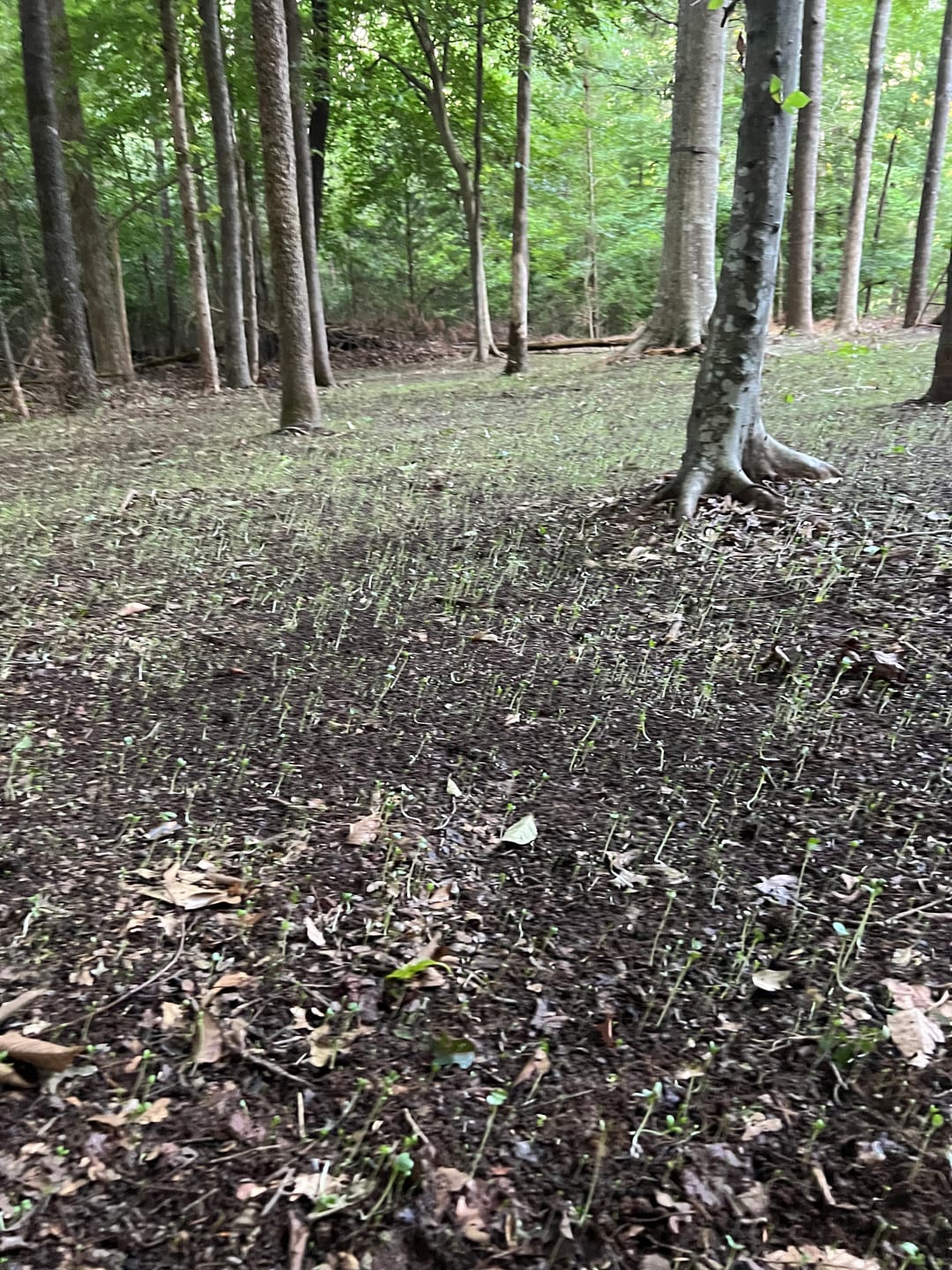 Customer photo review of No Till No Problem