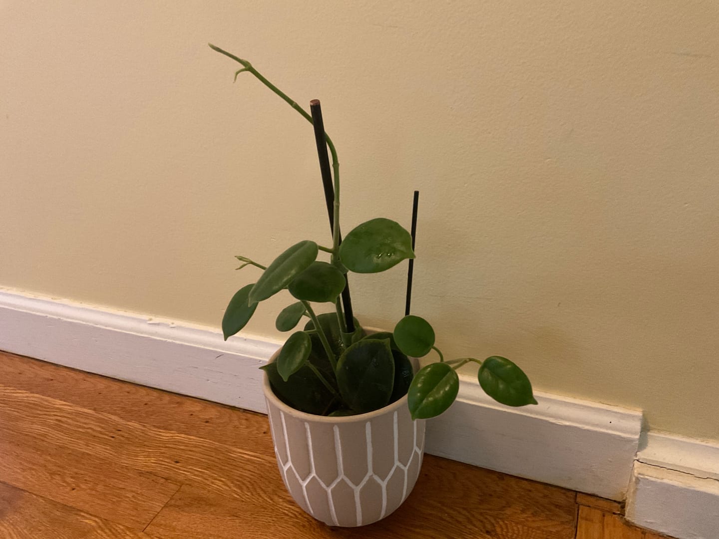 Customer photo review of Hoya GP-002 (Eriostemma NOID)
