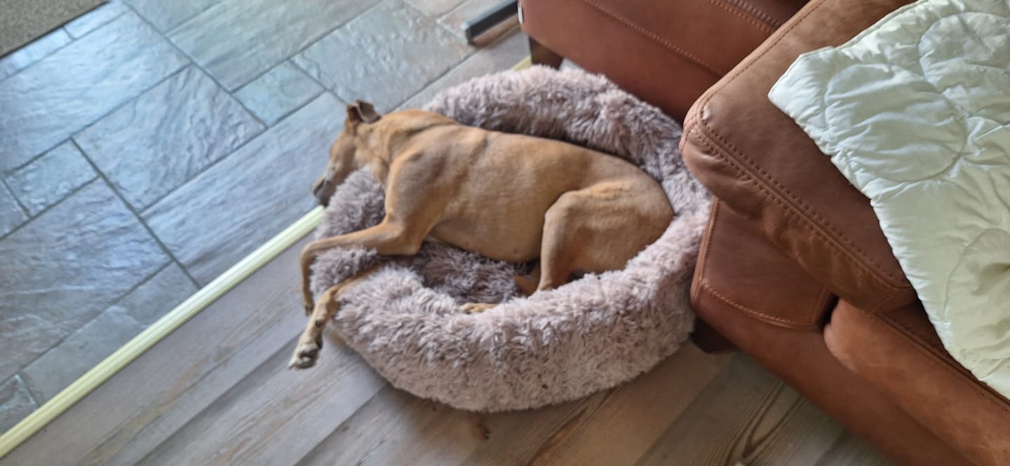 Customer photo review of Puppery Hundebett Wolke 7 - Das Original