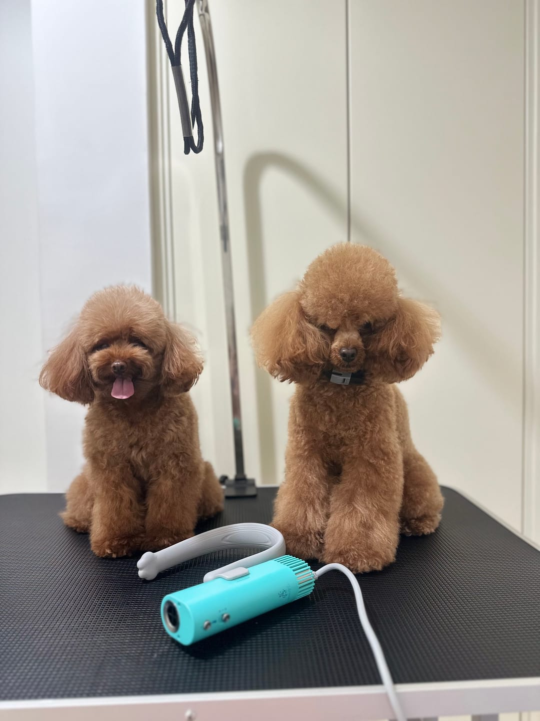 Customer photo review of AnimArtì MAMAPÙ Phon per Cani - Asciugatura a Mani Libere con Supporto da Collo - 1400W