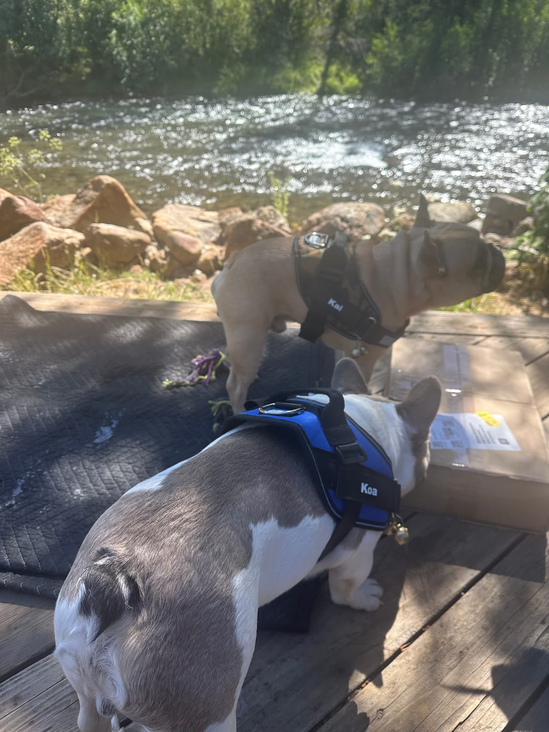 Customer photo review of Dogshood ™ Easy On